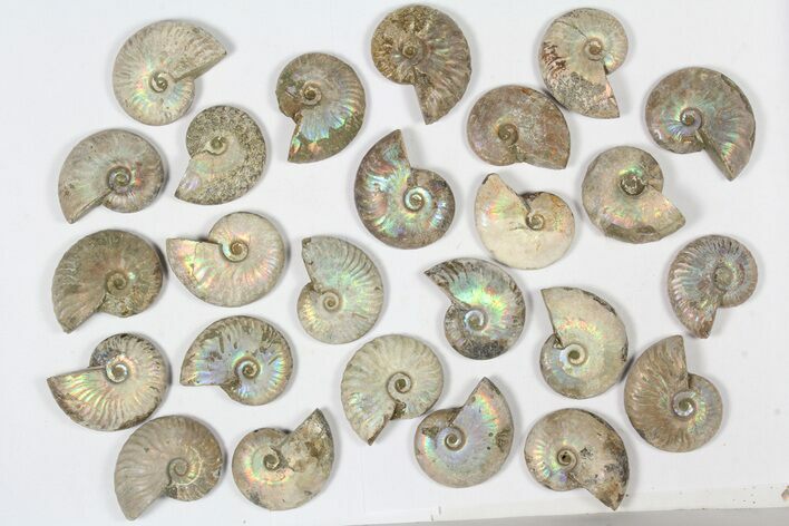 Lot: KG Silver Iridescent Ammonites (-) - Pieces #79446